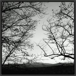 Bare trees against sky