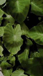 Full frame shot of leaves