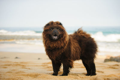 Lion standing at beach against sky