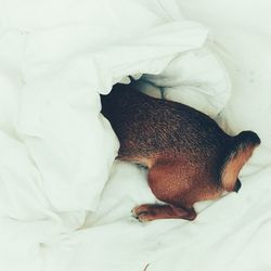 High angle view of dog sleeping in bed