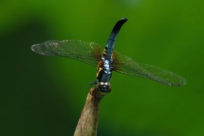 Close-up of dragonfly on leaf