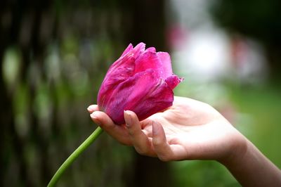 Close-up of hand holding pink flower