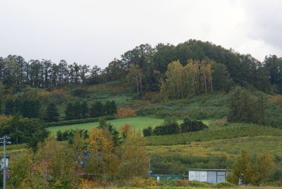 Scenic view of forest