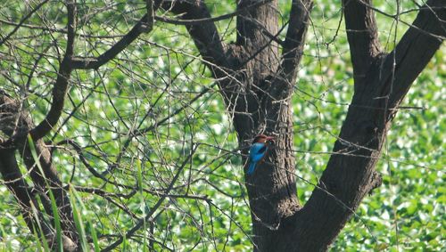 Bird perching on tree