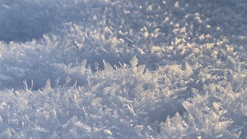 Close-up of frozen plants on land