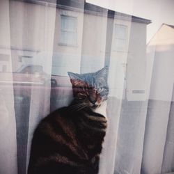 Cat looking at camera