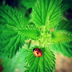Close-up of ladybug on leaf
