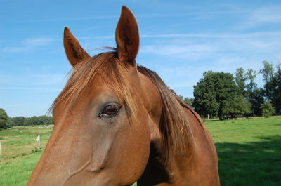 Close-up of horse on field against sky