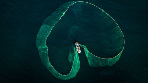 High angle view of jellyfish swimming in sea