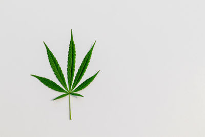 Close-up of plant against white background
