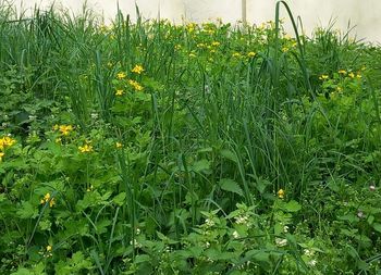 plant