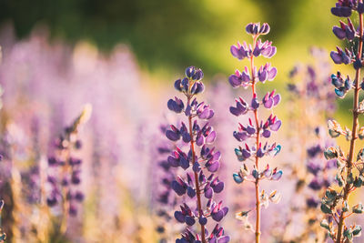 Close-up of purple flowering plants on field