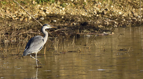 High angle view of gray heron perching on lake