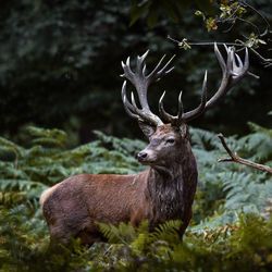 Deer in a forest