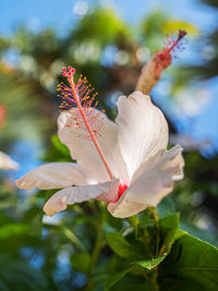 Close-up of purple flowering plant