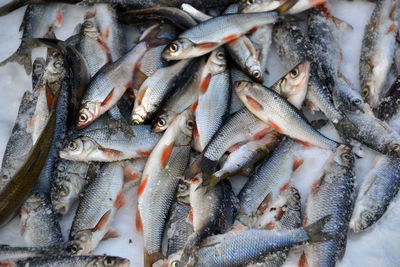 Close-up of fish for sale in market