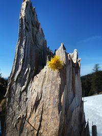 Low angle view of tree trunk against sky