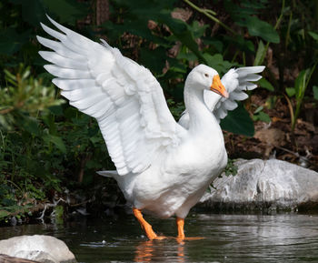 White heron flying over lake