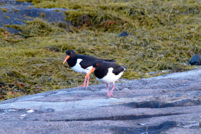 Side view of a bird on rock