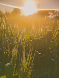 Close-up of plants growing on field during sunset