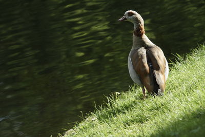 Goose in a lake