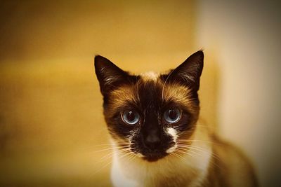 Portrait of birman kitten at home