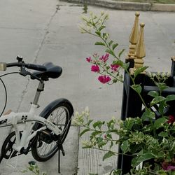 Bicycle on flower plant