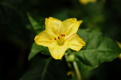 Close-up of yellow flower blooming outdoors