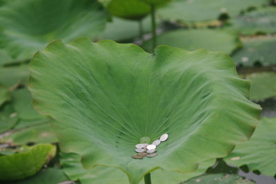 Close-up of green leaves on plant