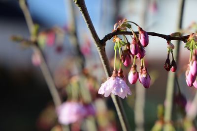 Close-up of pink cherry blossom