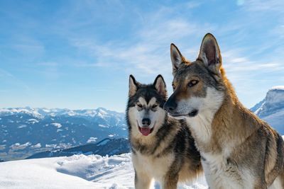 Portrait of a dog on snow covered mountain