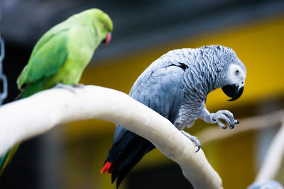Close-up of parrot