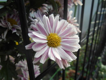 Close-up of pink flower