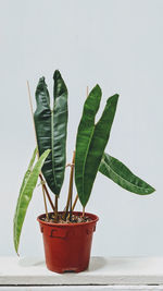 Close-up of plant against white background