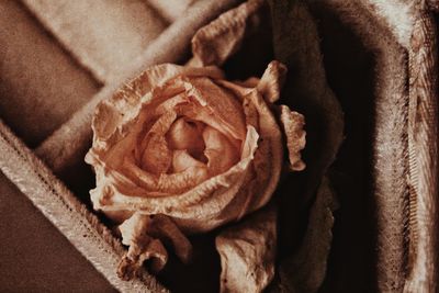 Close-up of wilted rose