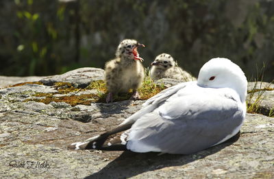 Close-up of birds