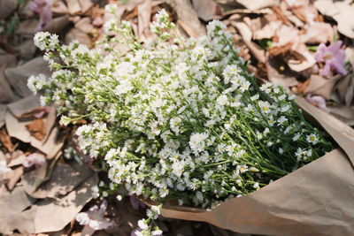 High angle view of flowering plants