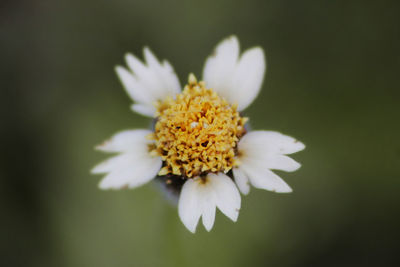 Close-up of flower blooming outdoors