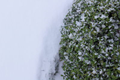 Close-up of plants during winter