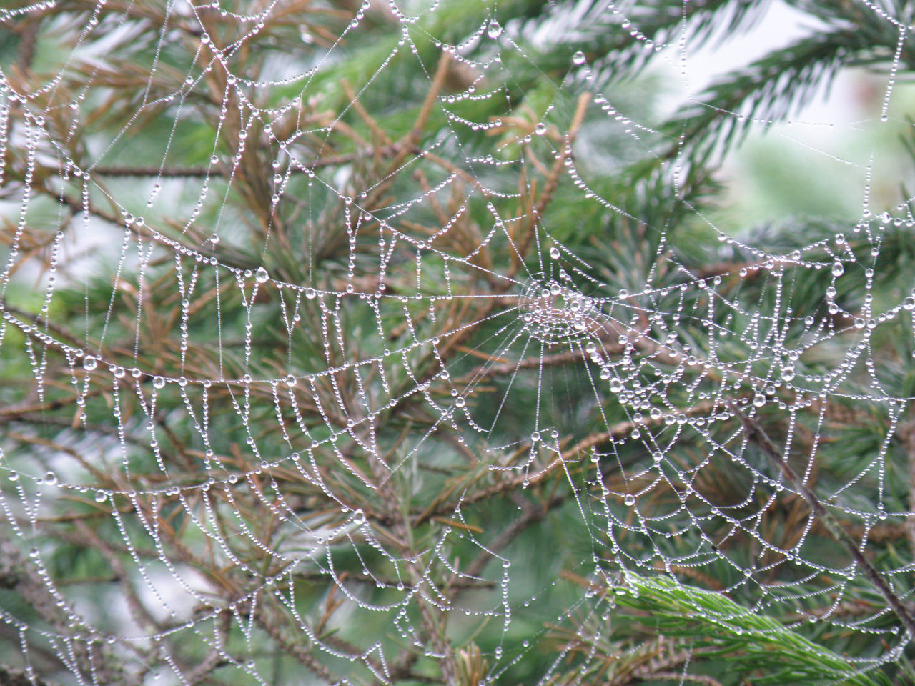 plant, spider web, fragility, close-up, nature, no people, focus on foreground, tree, day, beauty in nature, backgrounds, full frame, branch, growth, wet, complexity, drop, outdoors, green, tranquility, pattern, water, leaf, plant part, selective focus, spider, environment