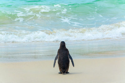 Rear view of penguin at beach