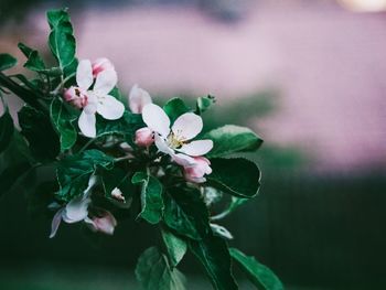 Close-up of pink flowers on plant