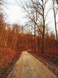 Road passing through bare trees