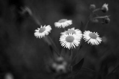 Close-up of flowers blooming outdoors