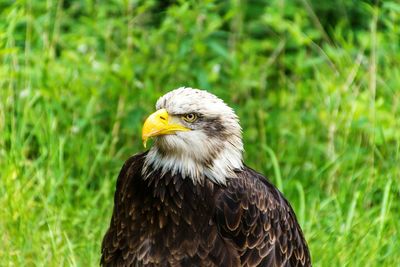 Close-up of eagle perching on grass