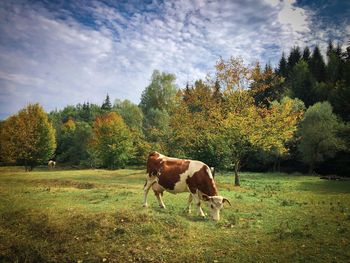 Brown cow grazing in an autumn forest