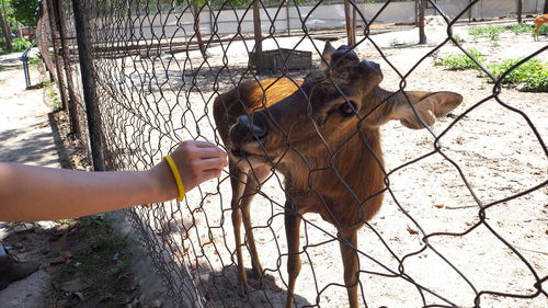 Human hand feeding horse in zoo