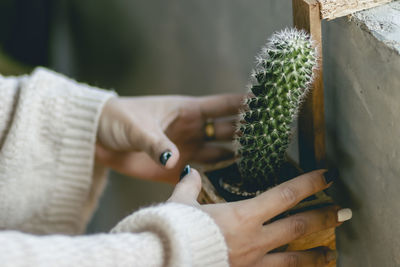 Close-up of hand holding cactus plant