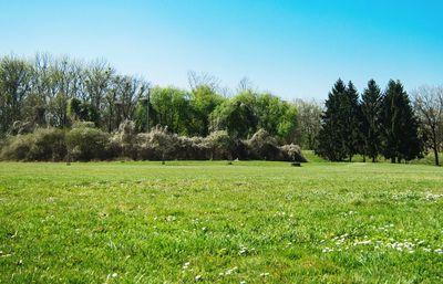 Scenic view of trees against clear sky