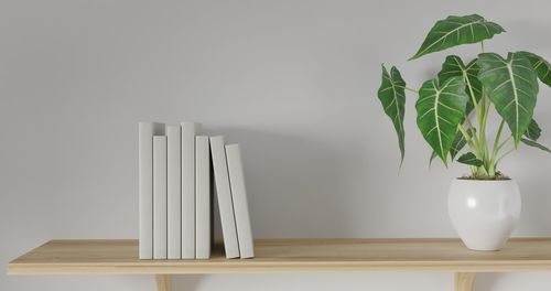 Close-up of potted plant on table against wall at home